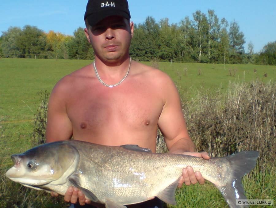Tolstolobik 91cm / 8,3kg