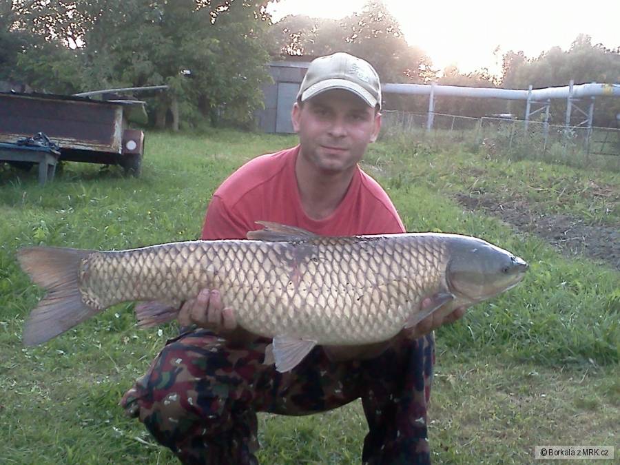Amur2