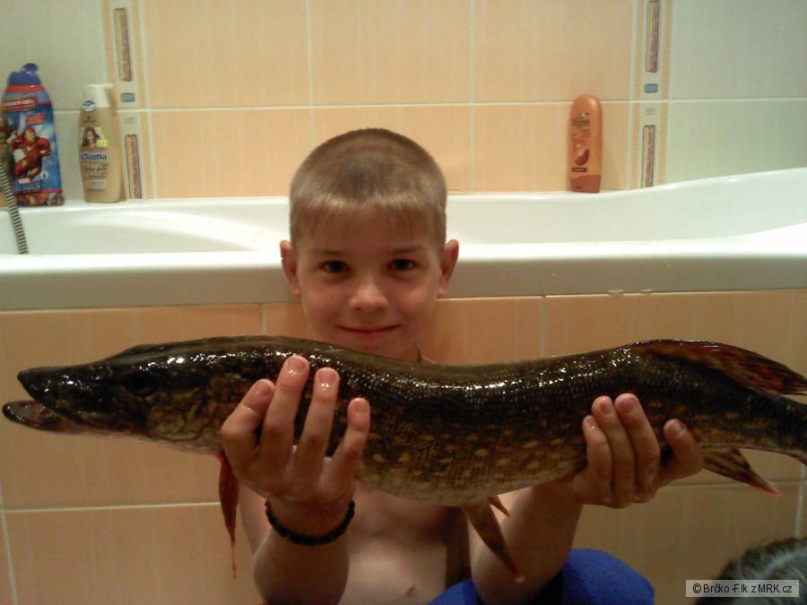 Štika 75 cm