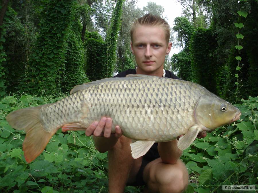 Carp Italie