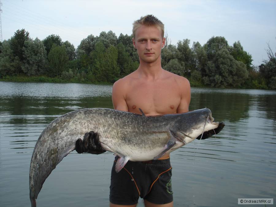 Silurus Italie