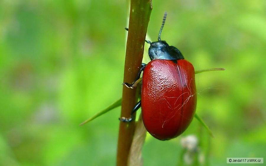 Chrysomela varians
