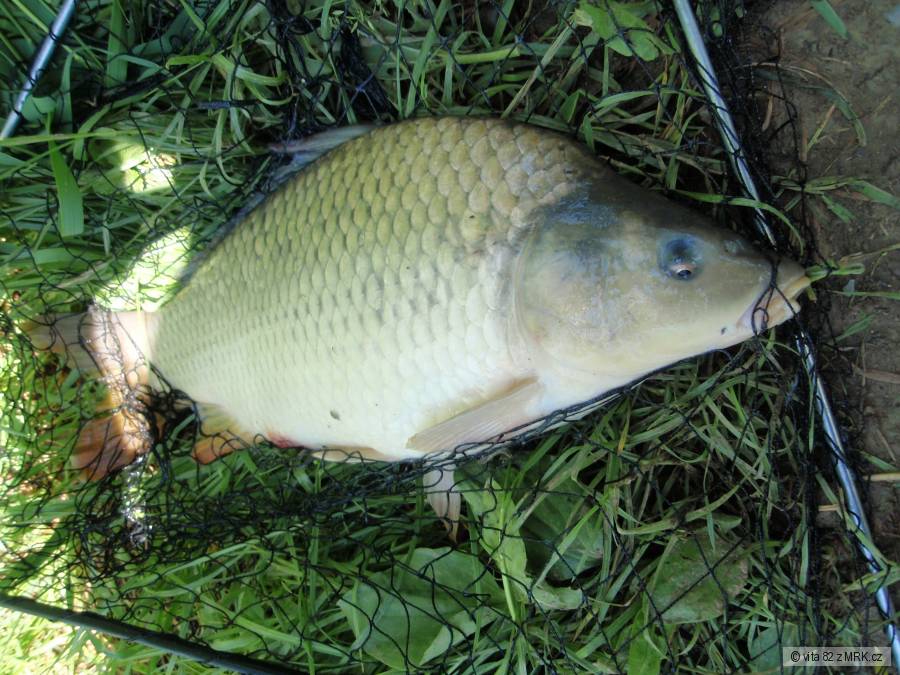 kaprik