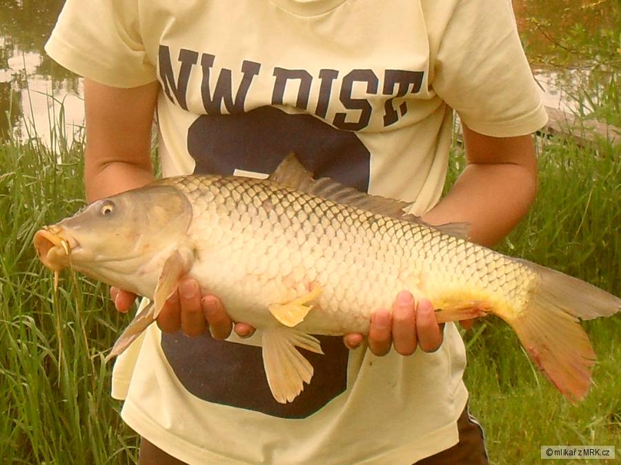 Náhoda při lovu drobotě
