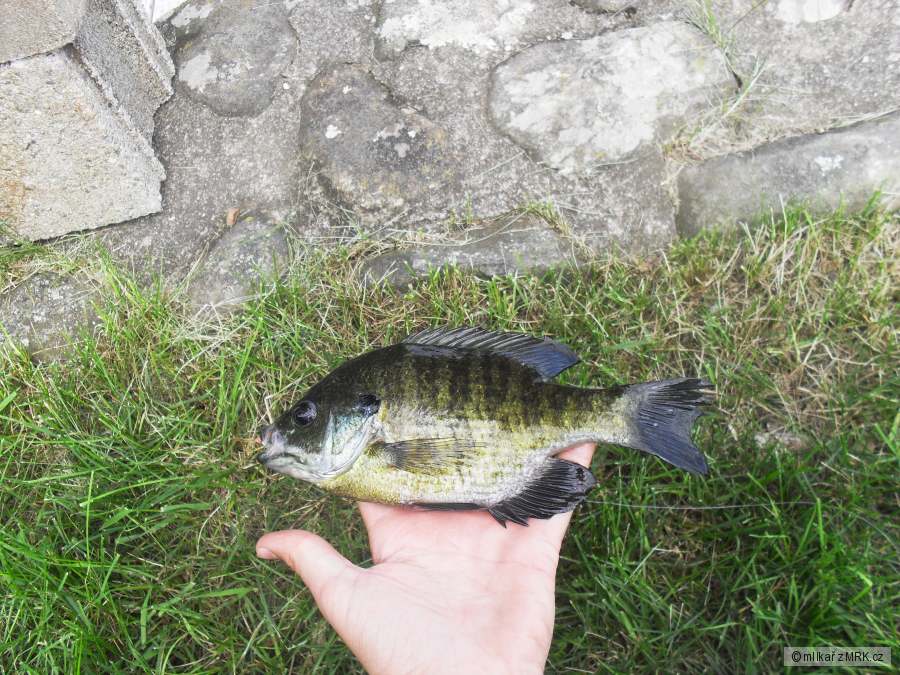 "Black Crappie"z amerického jezera