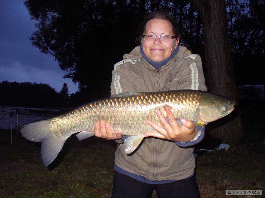 Amur 75 cm