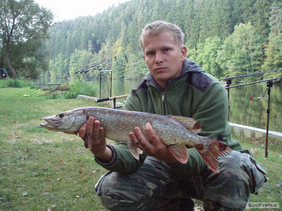 Šupik a jeho kláda