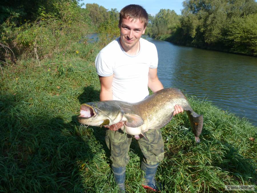 sumec na přívlač - 150 cm