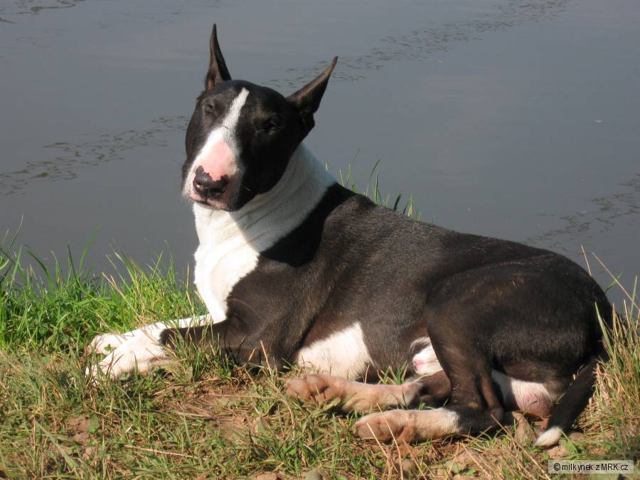 Bulda