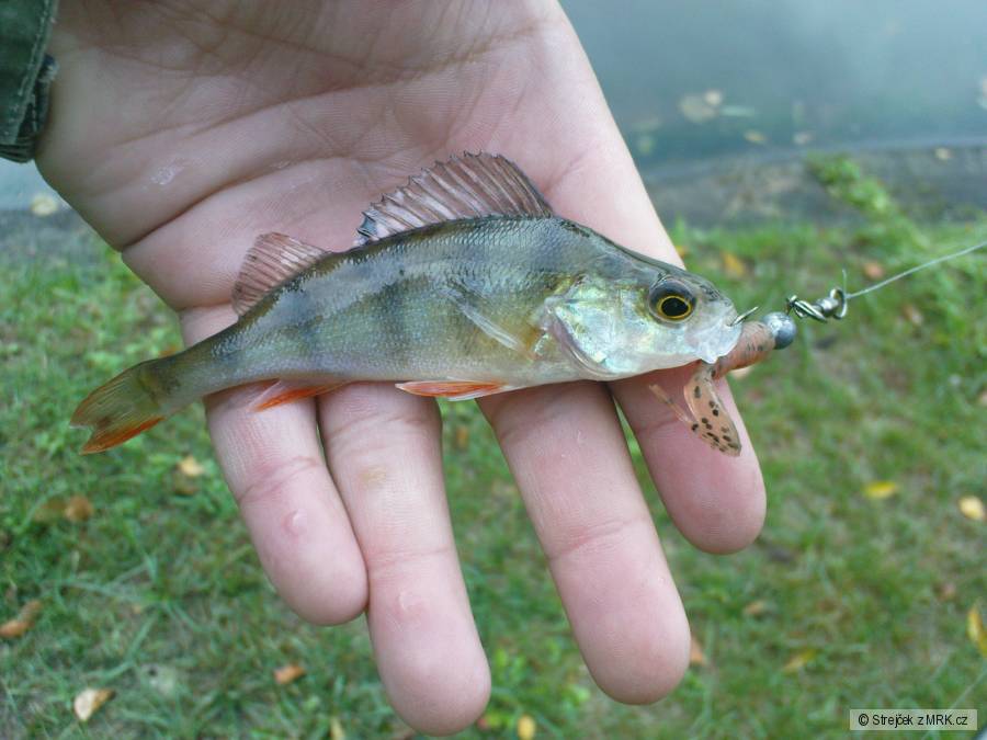Krásnej okounek
