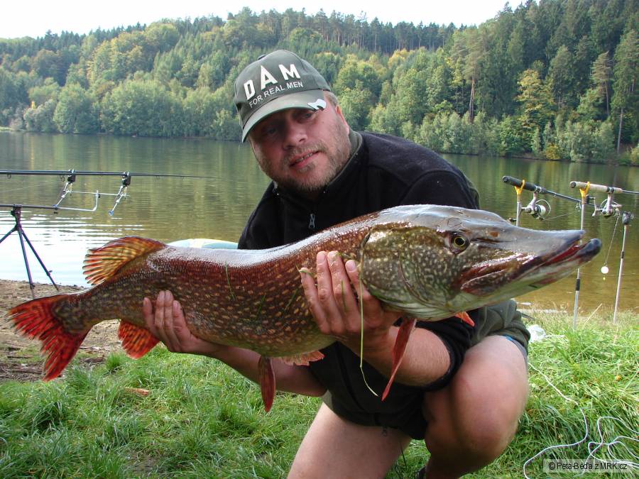 štika 116 cm 12 kg