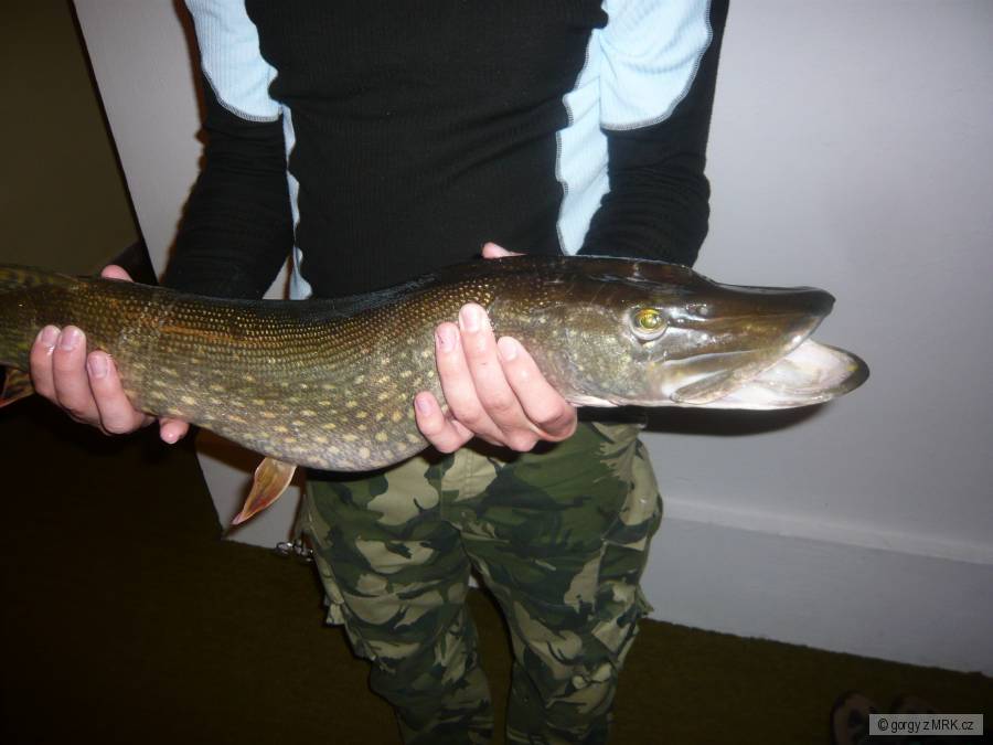 štika 80cm 3,5kg