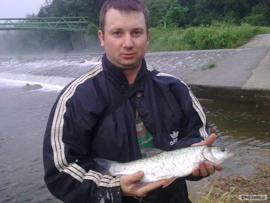 Bolen 50cm