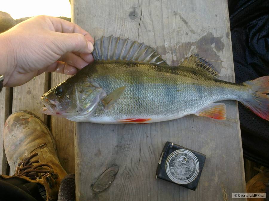 Slapy,okoun 38 cm,750g smáček 8.5cm modrý, zelený hřbet