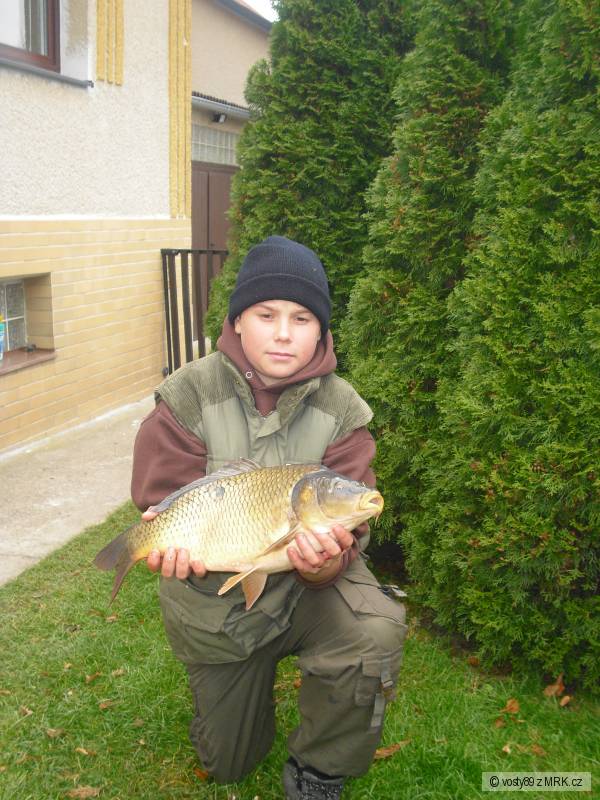 kapr 53cm