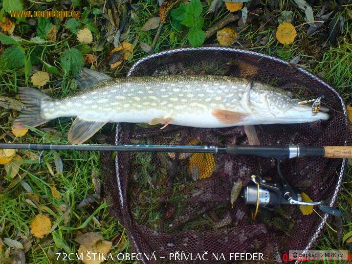 štika 72cm