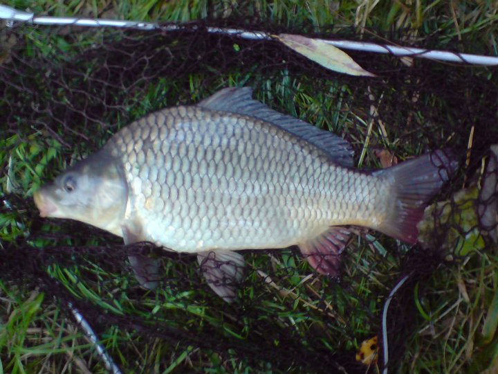 Nežárka