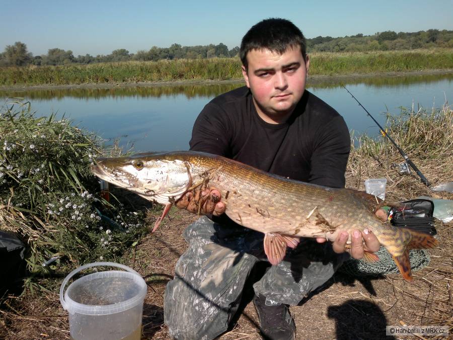 Štuka 77cm