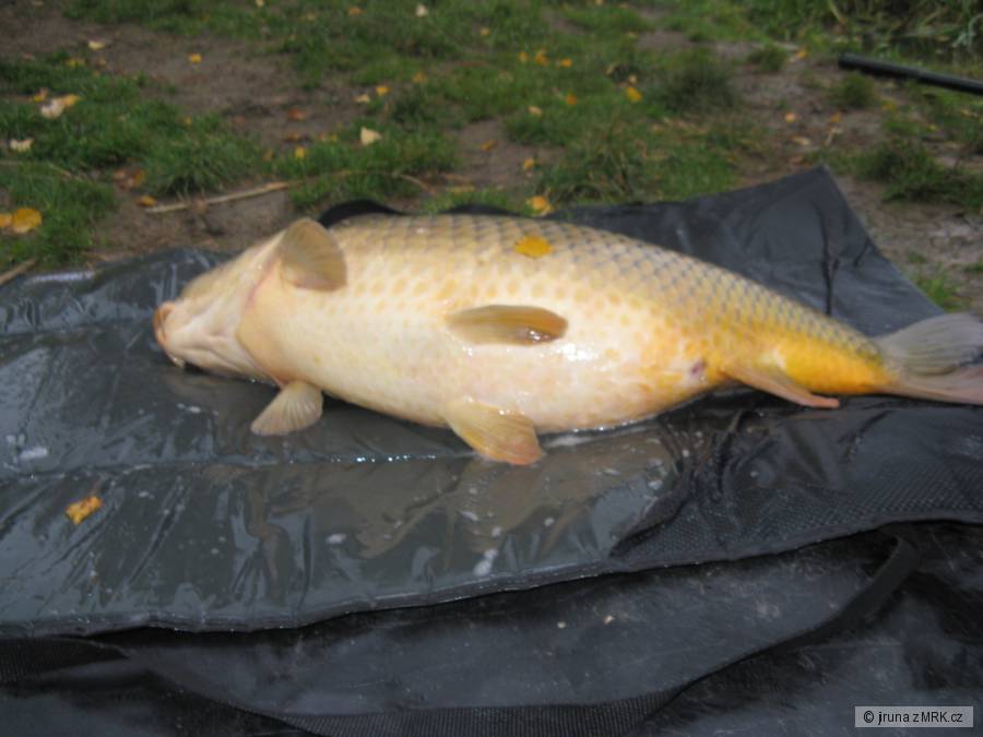 12kg buchticka