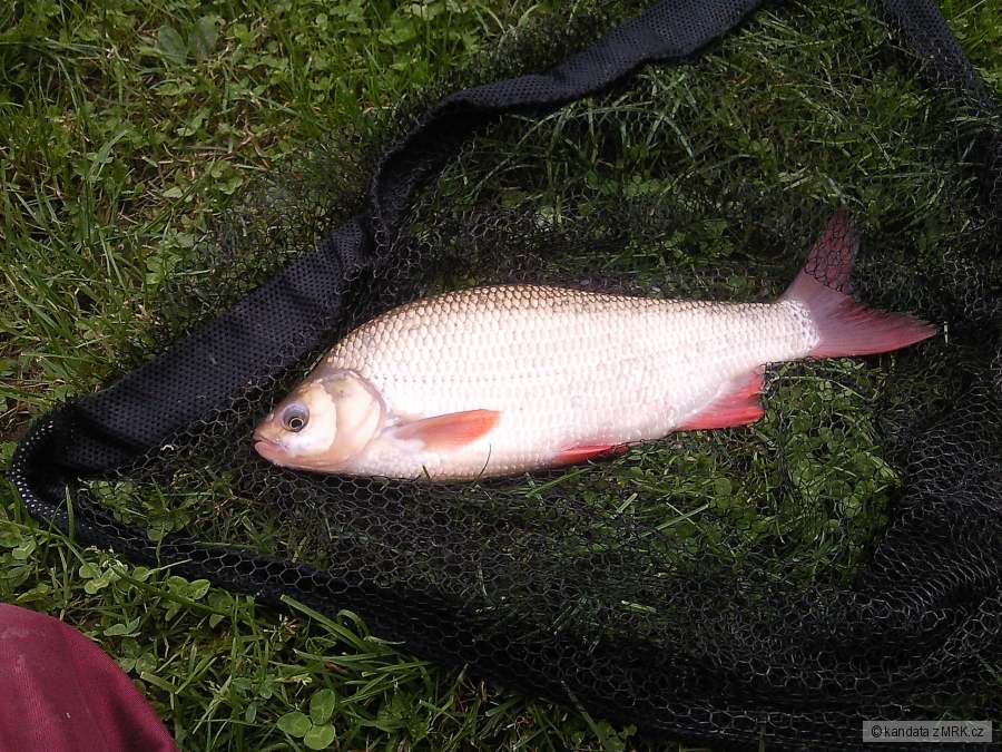 perlin 42 cm rokytna 4