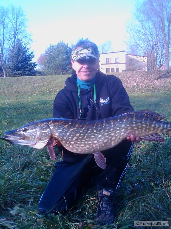 Esox lucius