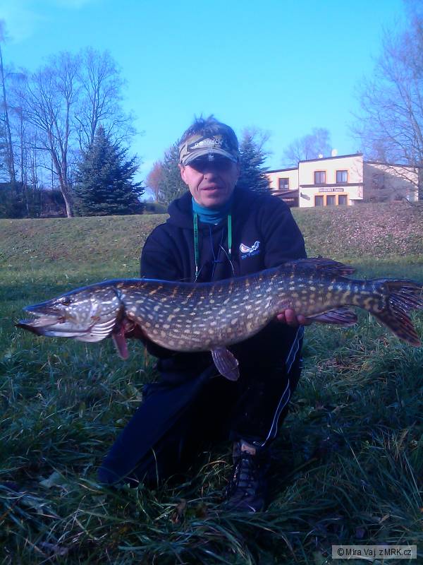 Esox lucius