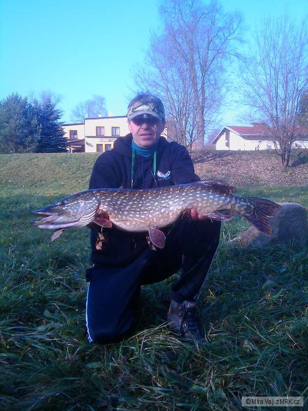 Esox lucius