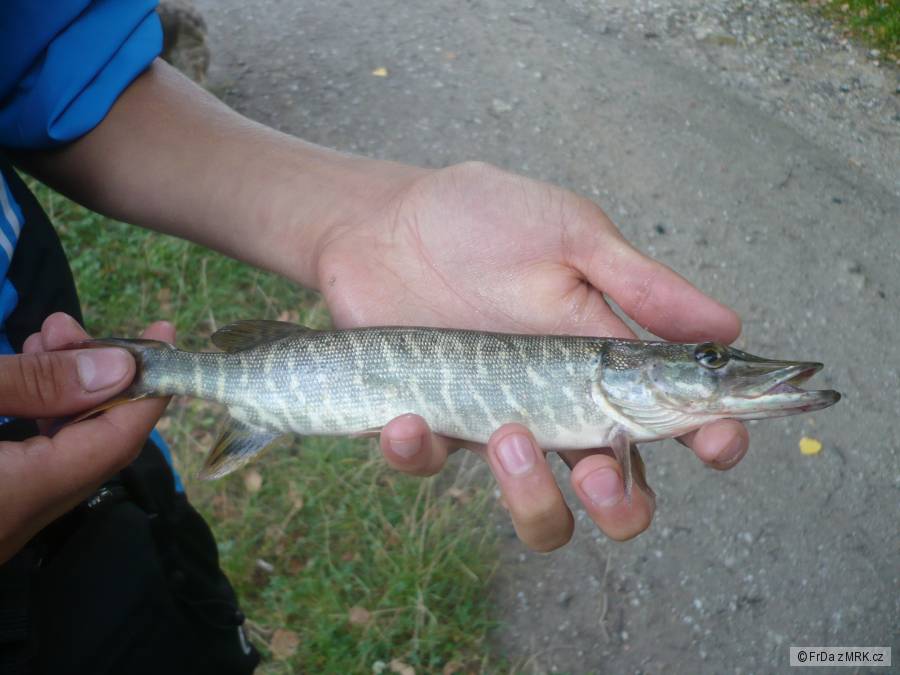 Štika