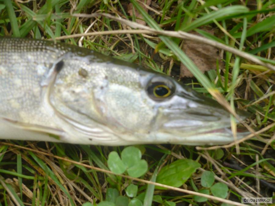 Štika