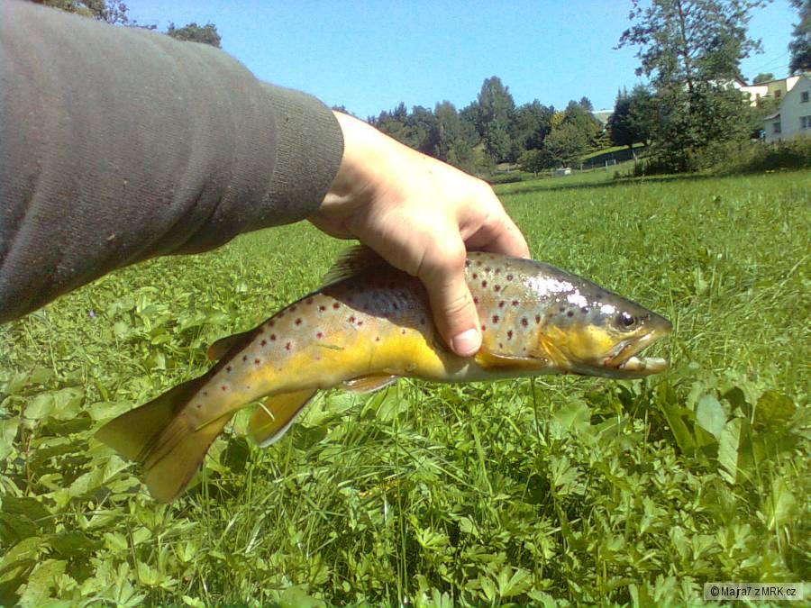 krásnej třemosinskej, 35cm