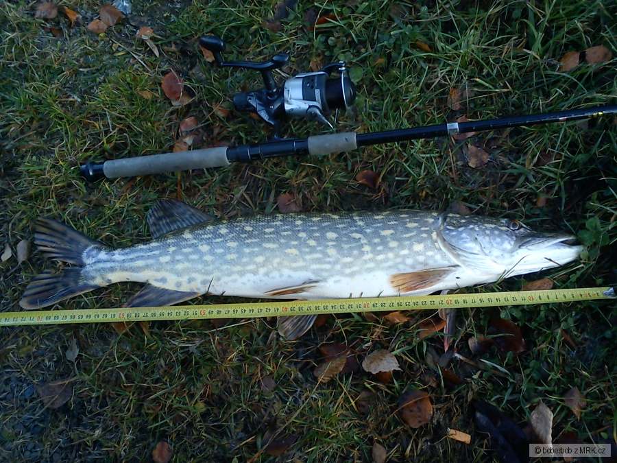 krasavice 75cm