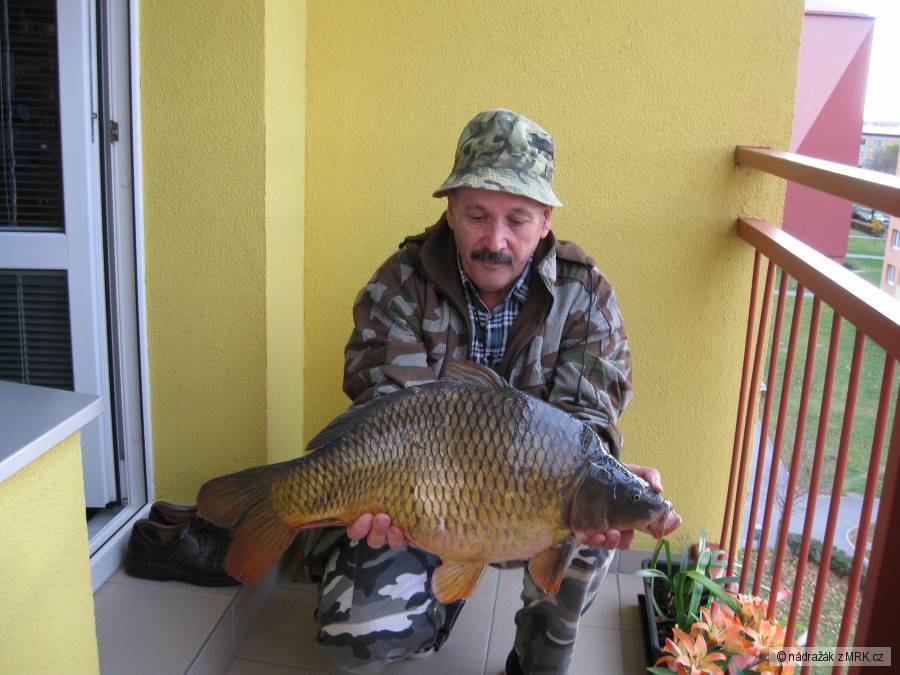 Kapr na feeder z Malé Bečvy---------žije!!!