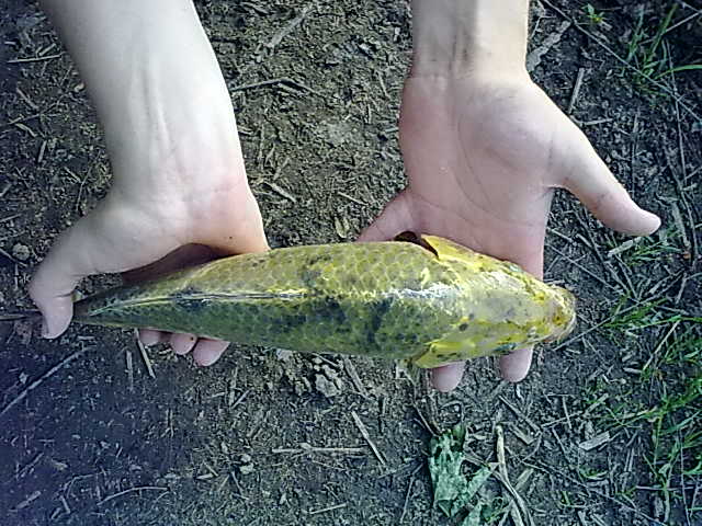Koi, neměřen