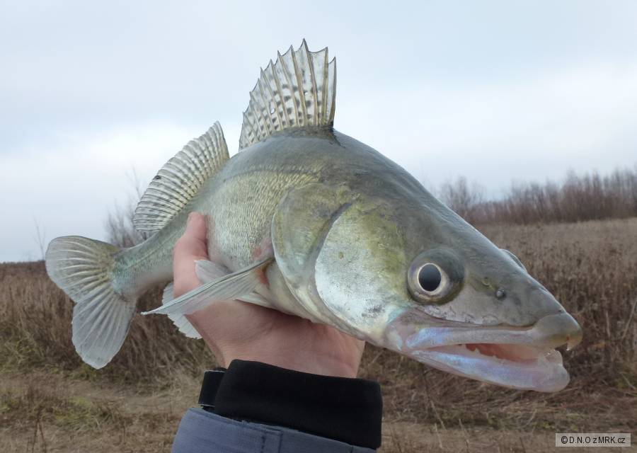 zubi 52cm geca