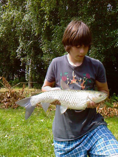 Amur 63 cm