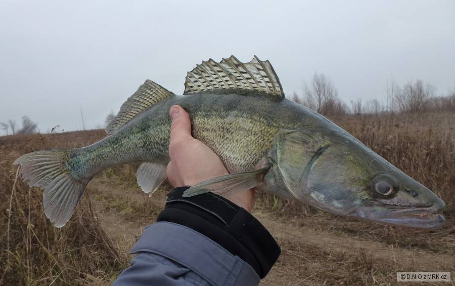 zubi 60cm geca