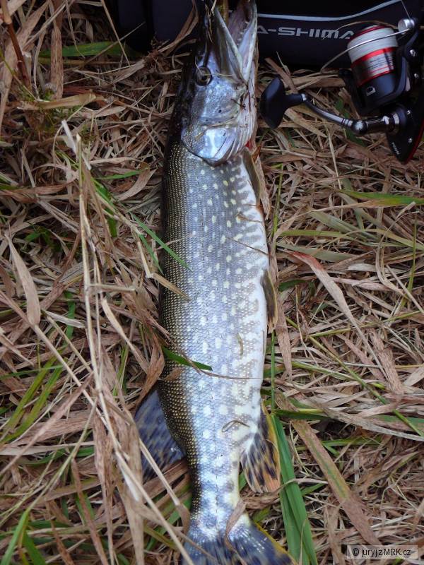 esox02