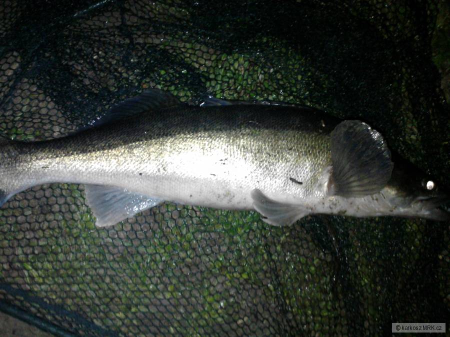 candos 63cm