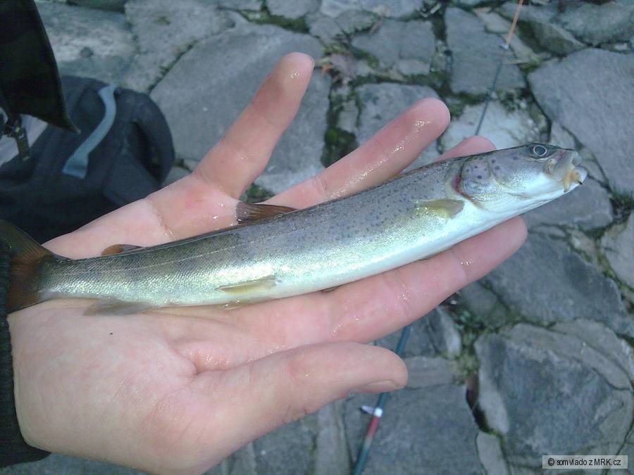mini hlavatka