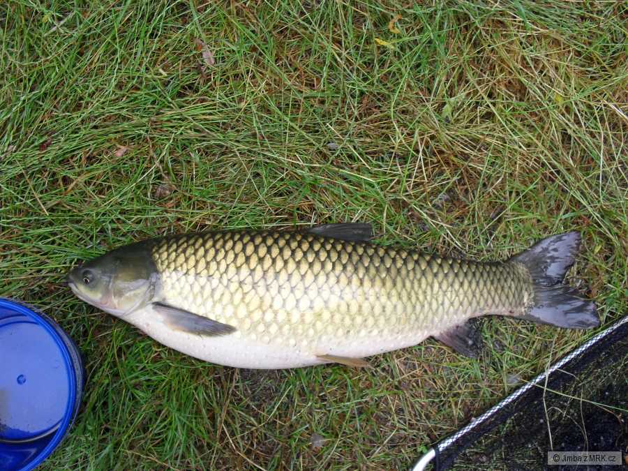amur 84 příšovice
