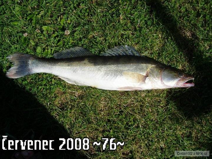 Veltrubský candát