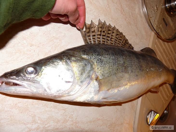 zander04