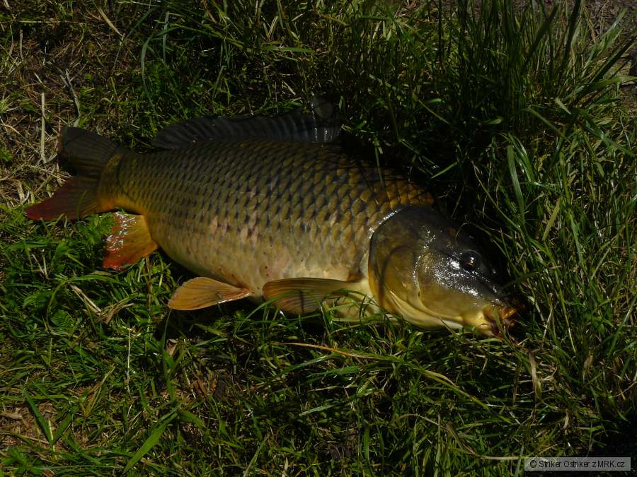 Kapřík