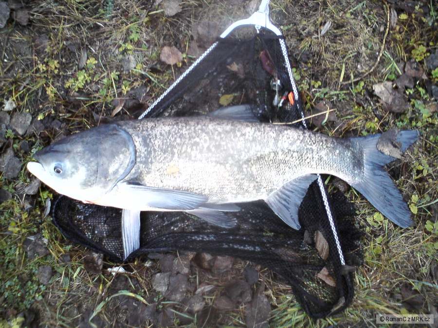 Tolstolobik na feeder