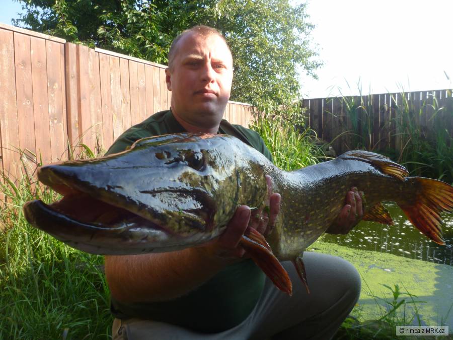 štika 97 cm 8kg