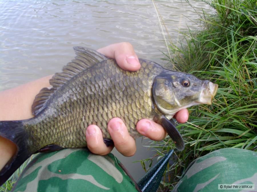 Kapřík