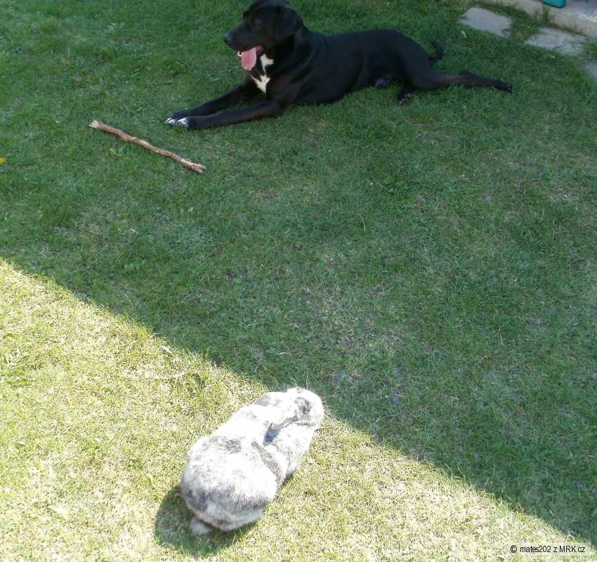 Labrador trouba