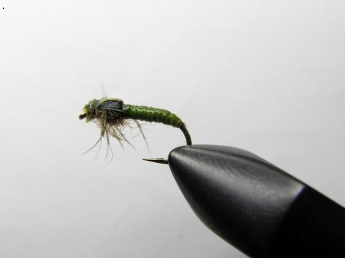 Baetis