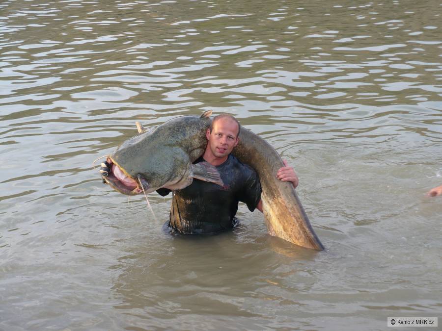 Sumec 233cm 78 kg