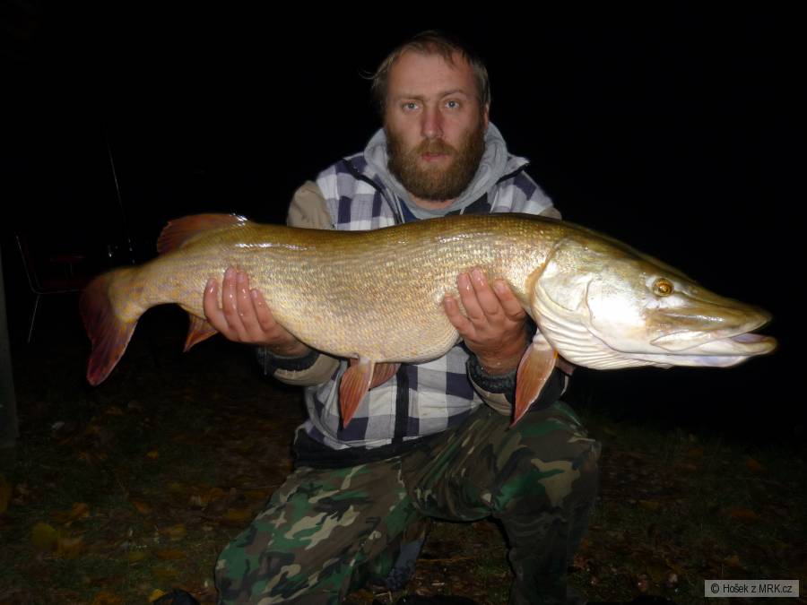 Štika 110 cm 10,5 kg